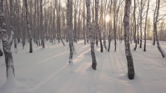 Sliding among birch trees in snow covered park at winter day at sunset