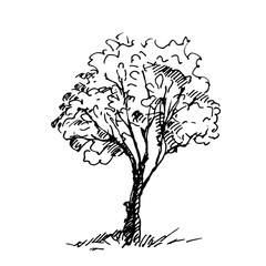 Hand drawn tree. Vector illustration.