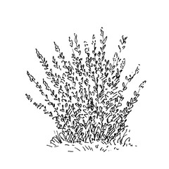 Hand drawn bush. Sketch, vector illustration isolated on white background. 