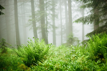 The gloomy pine forest shrouded with thick fog. Location place Carpathian, Ukraine.