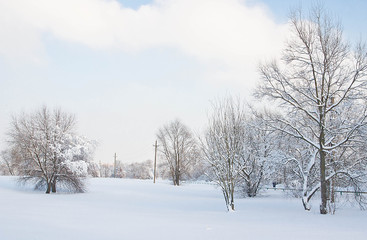 snow covered trees and street lights in winter