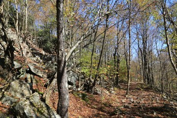 Tall trees in the forest