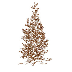 Hand drawn cypress. Sketch, vector illustration isolated on white background.