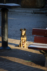 Lone mongrel dog