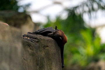 Flying fox looking over the edge of a rock