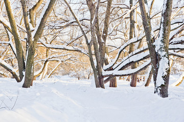 trees under snow on sunny winter day