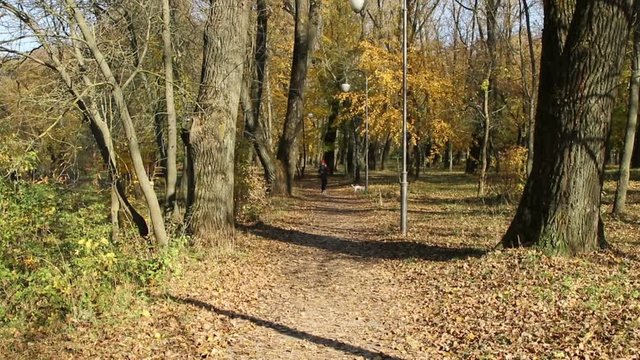 Autumn landscape. Golden trees in the autumn park.
