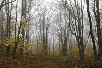 Fototapeta na wymiar Fog creates a scary scene in the wilderness