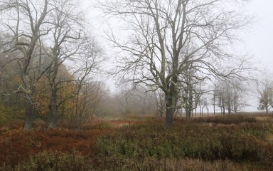 Obraz na płótnie Canvas Reduced visibility in the woodland from the heavy fog
