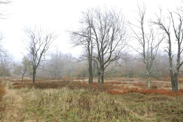 Heavy fog limits visibility in the rural park