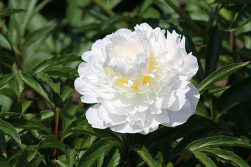White peony flower. Cultivar from the double flowered garden group