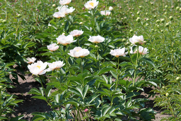 Peony plant. Cultivar from single flowered garden group with white flowers. General view of flowering plant in garden