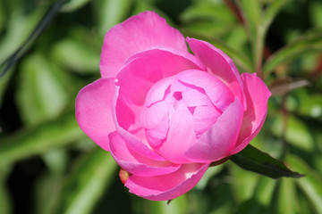 Pink peony flower. Cultivar from the semi-double flowered garden group