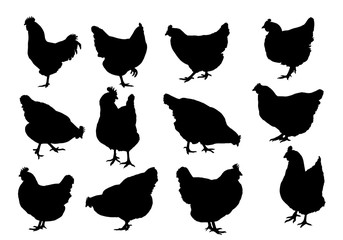 Set realistic silhouettes of three hens or chickens, pecking and walking, vector
