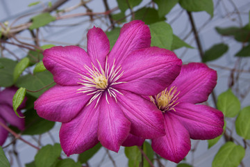 Magenta clematis