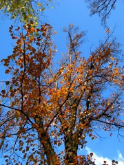 red and yellow leaves on a tree against blue sky, during autumn season.