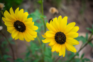 Flores de campo naturales 2
