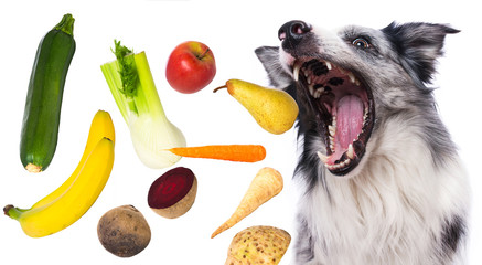 Border Collie catches a fruits and vegetables isolated on white background