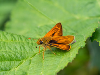 Large Skipper Butterfly resting , wings open.