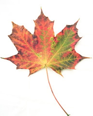 Fototapeta premium Colourful autumn leaves isolated on white background - the colours of fall - seasons of the earth