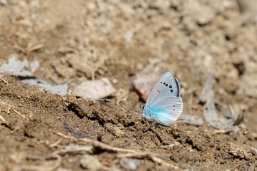 Lycaenidae / Karagözmavisi / / Glaucopsyche alexis