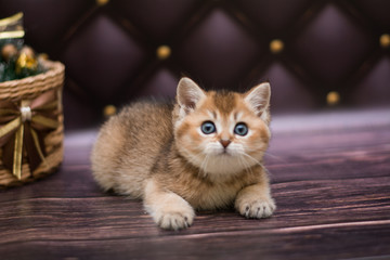 animal, animal munchkin, animals, autumn, beads, beautiful, british, cat, cats, cute, domestic, eye, eyes, feline, flowers, fur, green, grey, isolated, kitten, kitten cat Scottish straight, kitty, loo