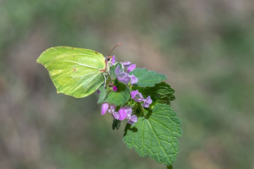 Pieridae / Orakkanat / / Gonepteryx rhamni