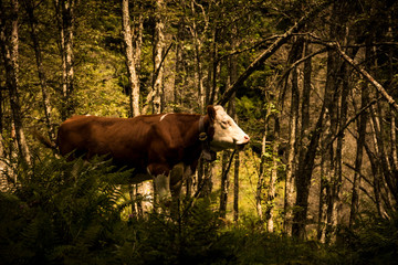 Portrait of a lonely cow in the middle of the forest in the evening light