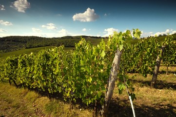 Obraz premium green vineyards with blue cloudy sky near Pontassieve (Florence), Chianti region in Italy.