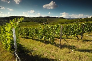 Fototapeta na wymiar green vineyards with blue cloudy sky near Pontassieve (Florence), Chianti region in Italy.