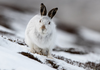 Mountain hare