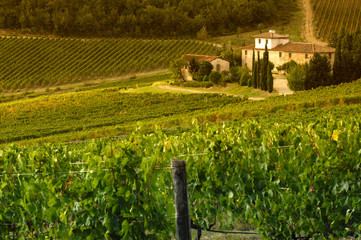 Farmhouse near Le Sieci (Florence) with green vineyards at sunset. Chianti region, Italy