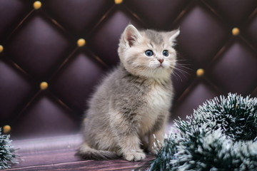 kitten cat Scottish straight, loose fluffy, animal munchkin