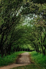 Obraz premium Footpath