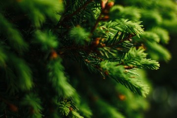 Fototapeta na wymiar Green pine