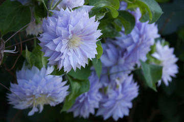 fluffy clematis