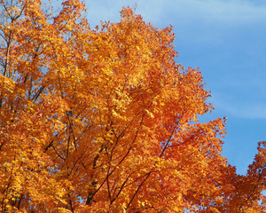 Blaze Against the Sky