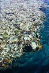 coral in the red sea