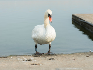 An beautiful white Swan walking out of the water at a empty calm boating pool. beautiful blue sunny day.