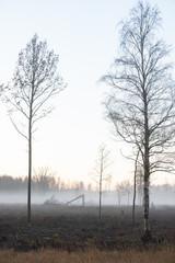 sunrise in the countryside, fog on the field with individual trees without leaves, forest in the distance; the sky is white and yellow on the horizon