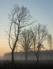 sunrise in the countryside, fog on the field with individual trees without leaves, forest in the distance; the sky is yellow and blue