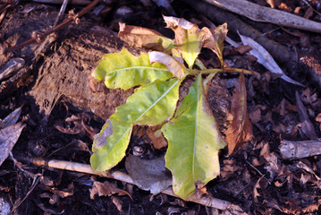 Twig with bright green-yellow leaves and soft blurry soil background