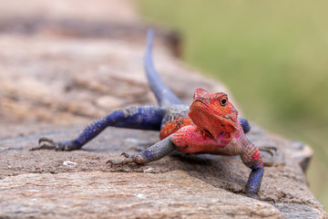 Rainbow agama (Agama agama), Masai Mara, Kenya
