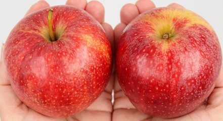 Red apples held in hands