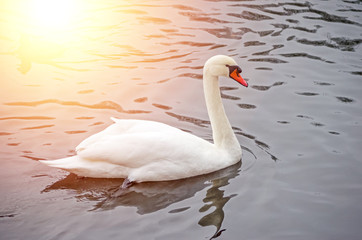 White swan on the lake during the daytime. Beautiful swan.