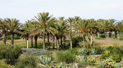 Palm trees in recreational park