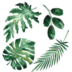 Tropical leaves set. Jungle, botanical watercolor illustrations, floral elements, palm leaves, monstera leaves and others.