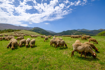Fototapeta premium Troupeau de moutons sur pâture, Alpes de Haute Provence, Gorges du Verdon, France. 