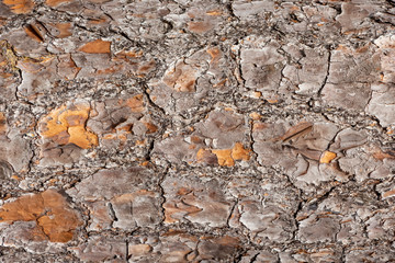South Florida slash pine (Pinus elliottii densa) tree trunk bark texture - Pine Island Ridge Natural Area, Davie, Florida, USA