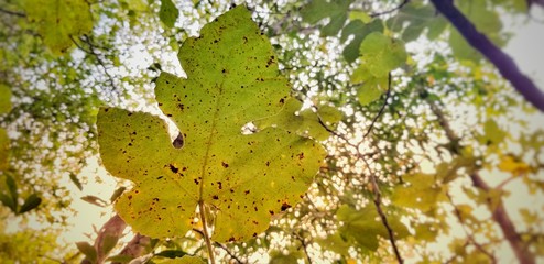 Fototapeta premium leaves
